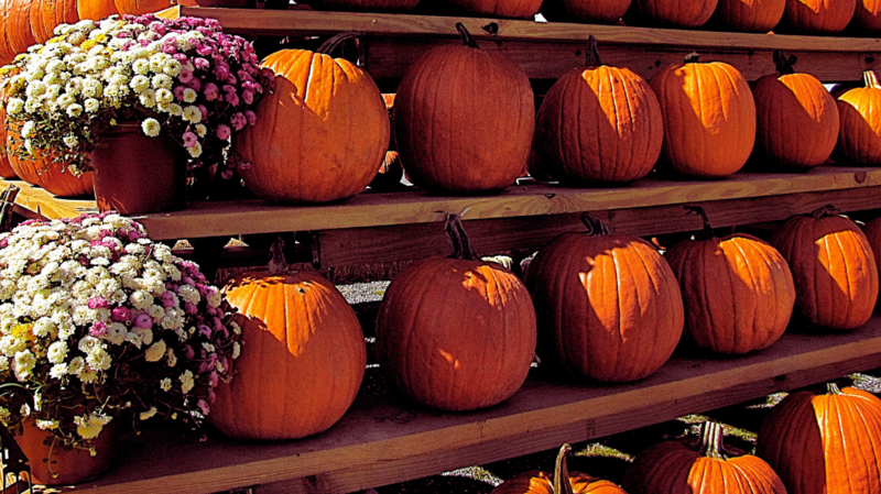 Fall Festivals
